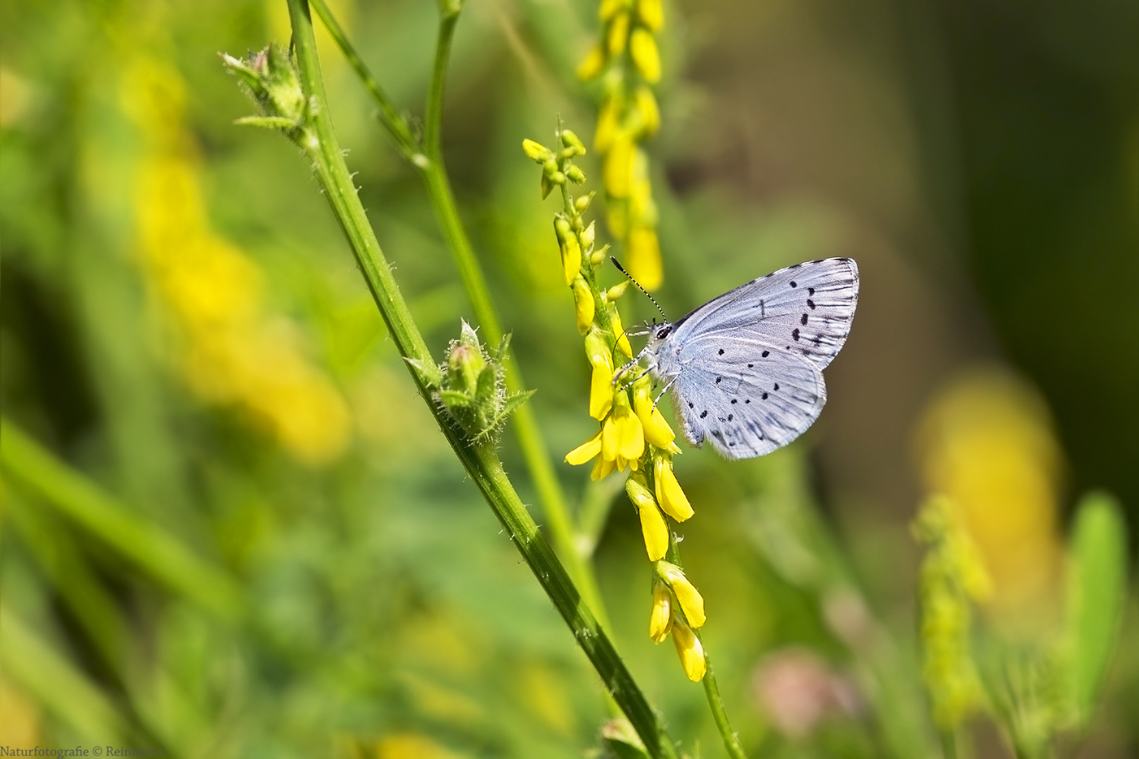  Sommer in den Wiesen / Nachlese 3