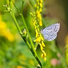  Sommer in den Wiesen / Nachlese 3