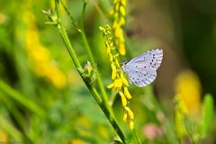  Sommer in den Wiesen / Nachlese 3