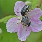 Sommer in den Wiesen / Nachlese 6