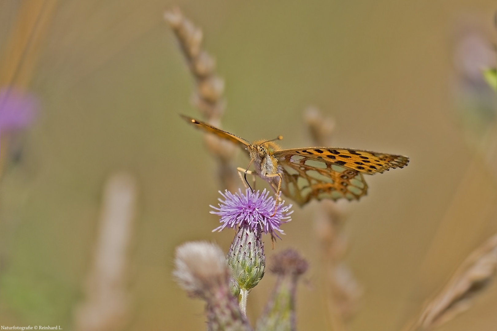  Sommer in den Wiesen / Nachlese 7