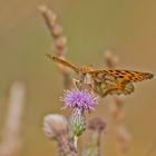  Sommer in den Wiesen / Nachlese 7