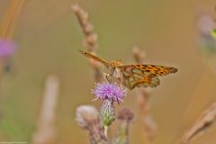  Sommer in den Wiesen / Nachlese 7