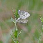  Sommer in den Wiesen / Nachlese 8