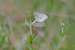  Sommer in den Wiesen / Nachlese 8