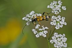  Sommer in den Wiesen / Nachlese 9