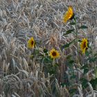 Sommer in der Altmark