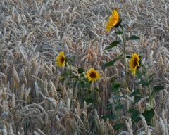 Sommer in der Altmark