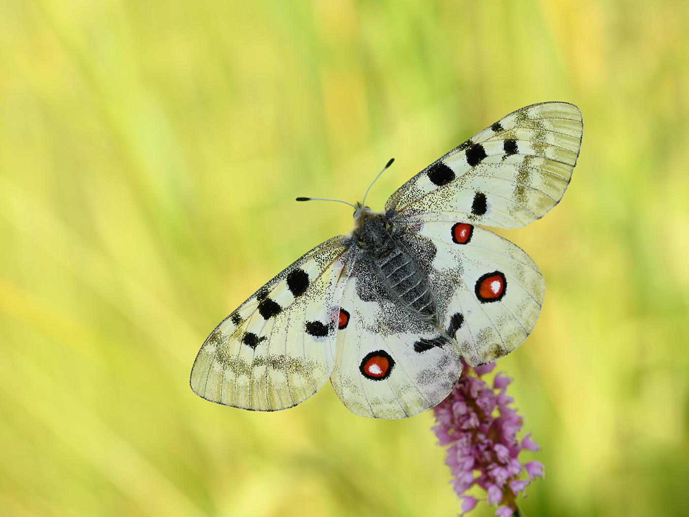 Sommer in der Bergwiese...