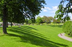 Sommer in der Bonner Rheinaue.