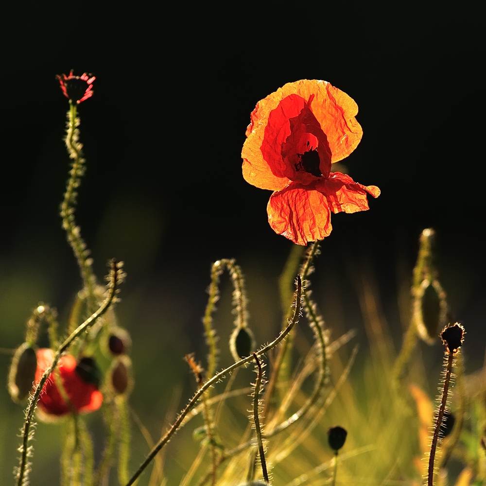 *Sommer in der Eifel*