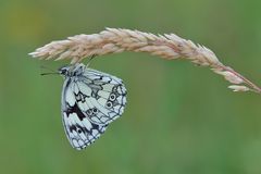 *Sommer in der Eifel II*