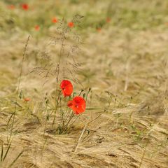 *Sommer in der Eifel IV*