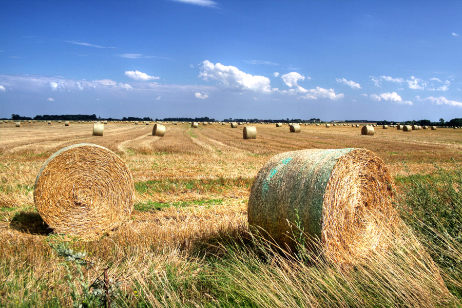 Sommer in der Elbaue