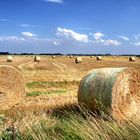 Sommer in der Elbaue