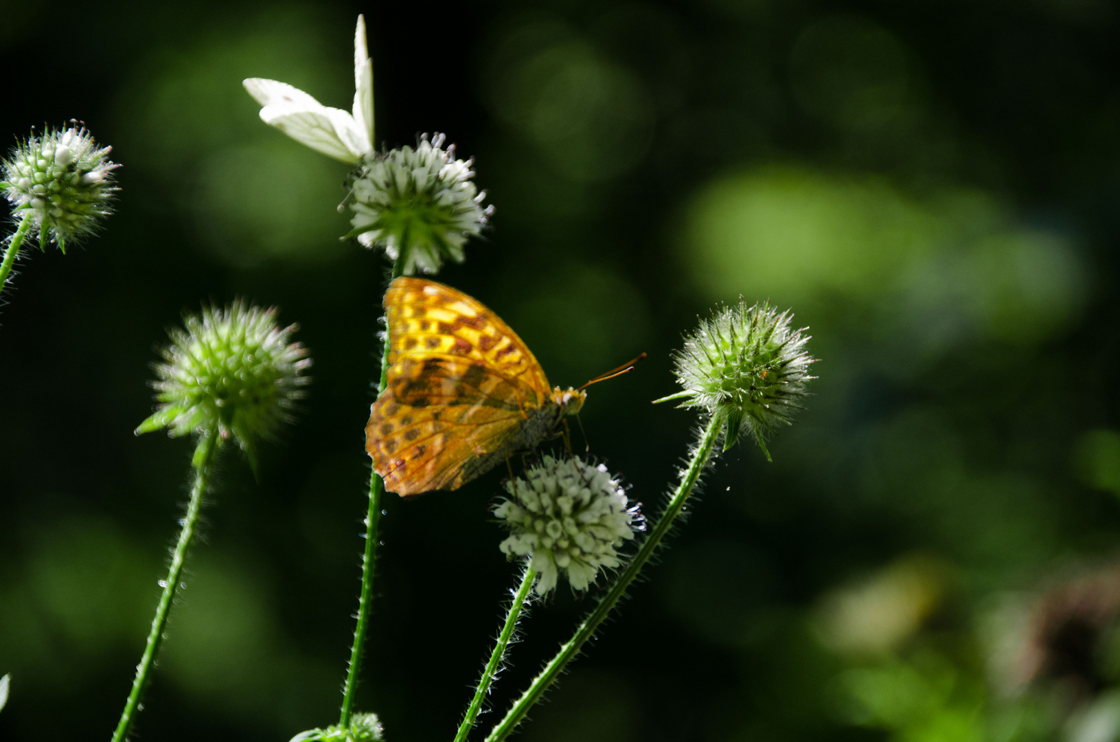 Sommer in der freien Natur