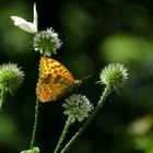 Sommer in der freien Natur