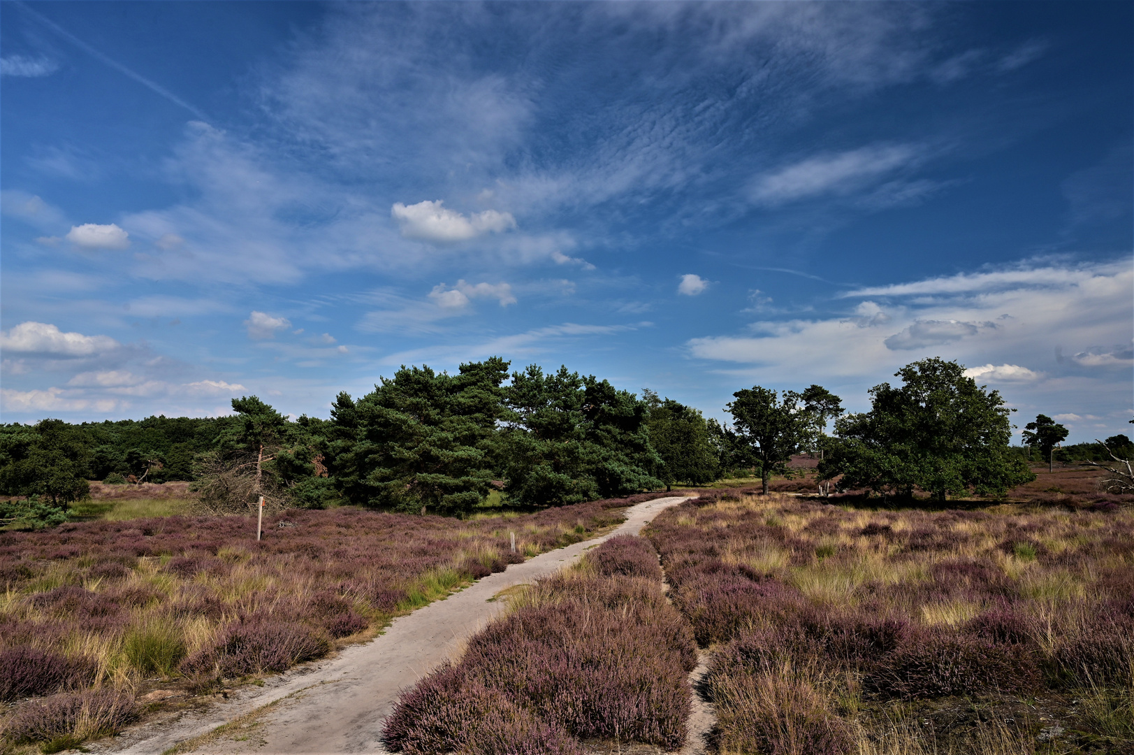 Sommer in der Heide