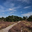 Sommer in der Heide