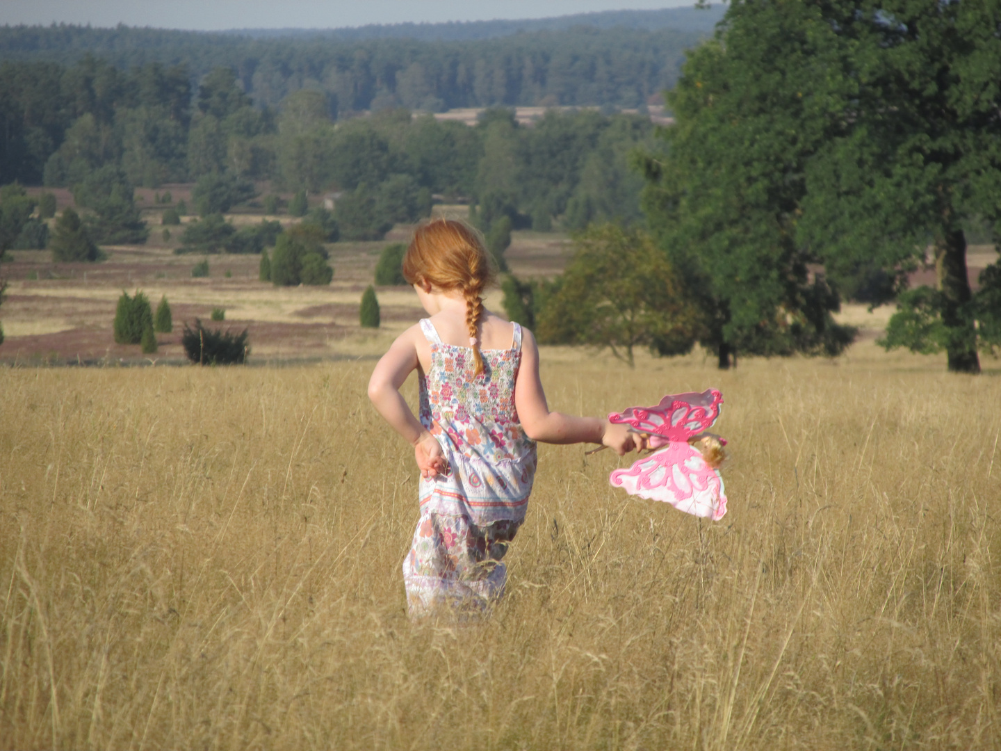 Sommer in der Heide