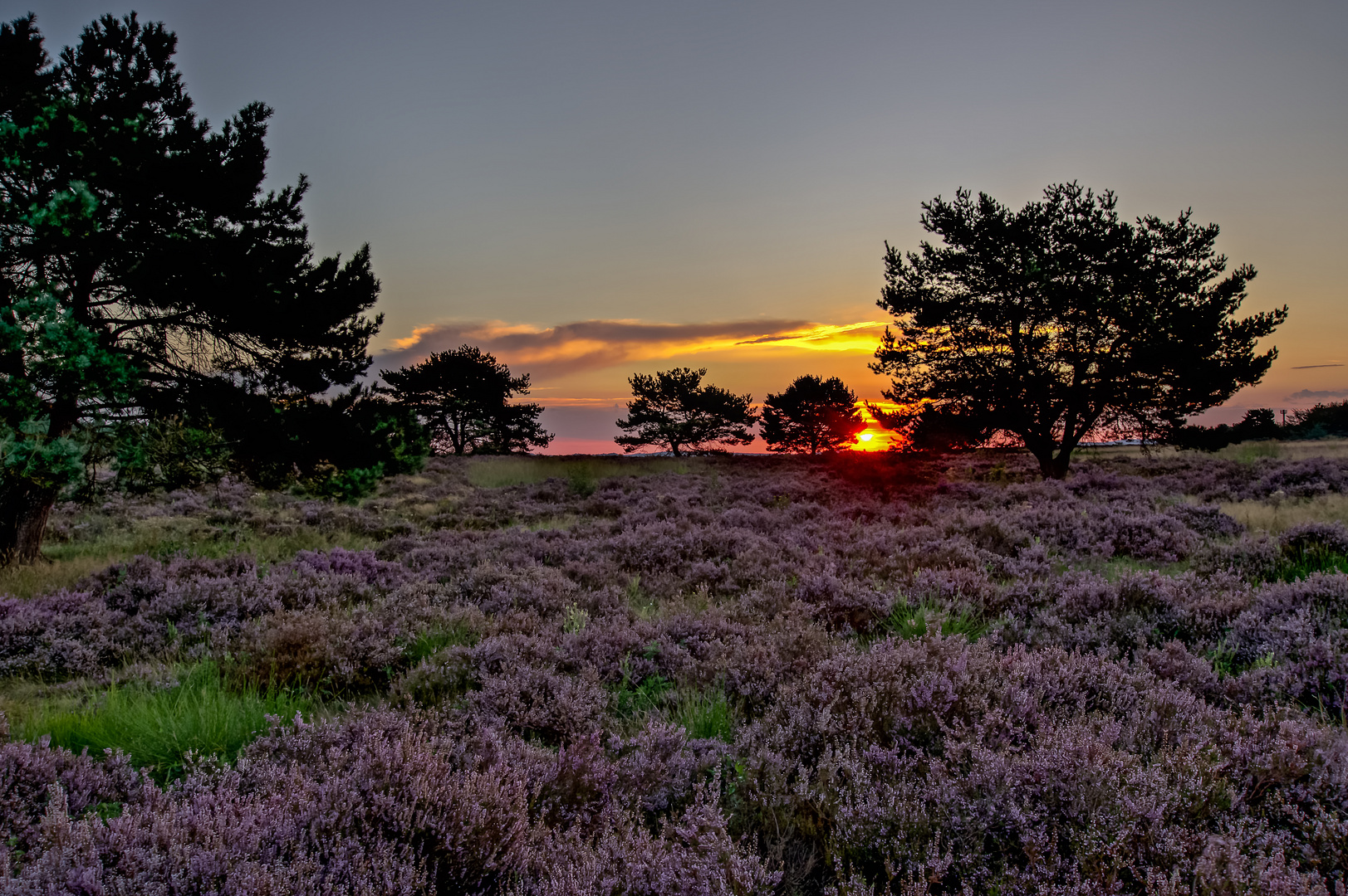 Sommer in der Heide