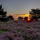 Sommer in der Heide