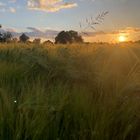 Sommer in der Heimat