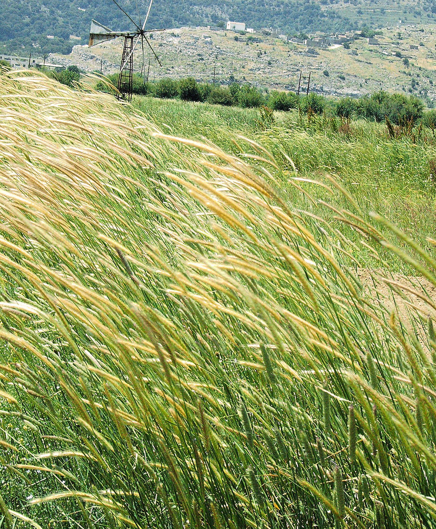 Sommer in der Hochebene