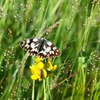 Sommer in der Hochmoorwiese