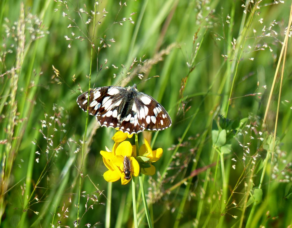 Sommer in der Hochmoorwiese