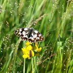 Sommer in der Hochmoorwiese