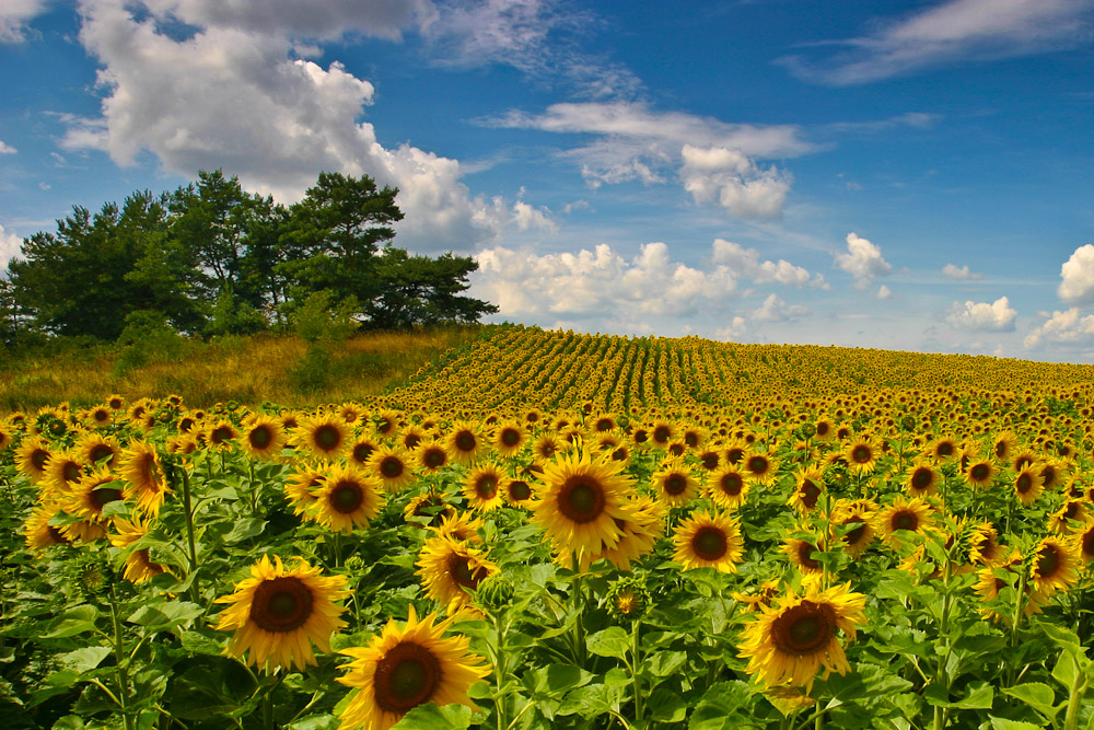 Sommer in der Mark Brandenburg