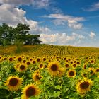 Sommer in der Mark Brandenburg