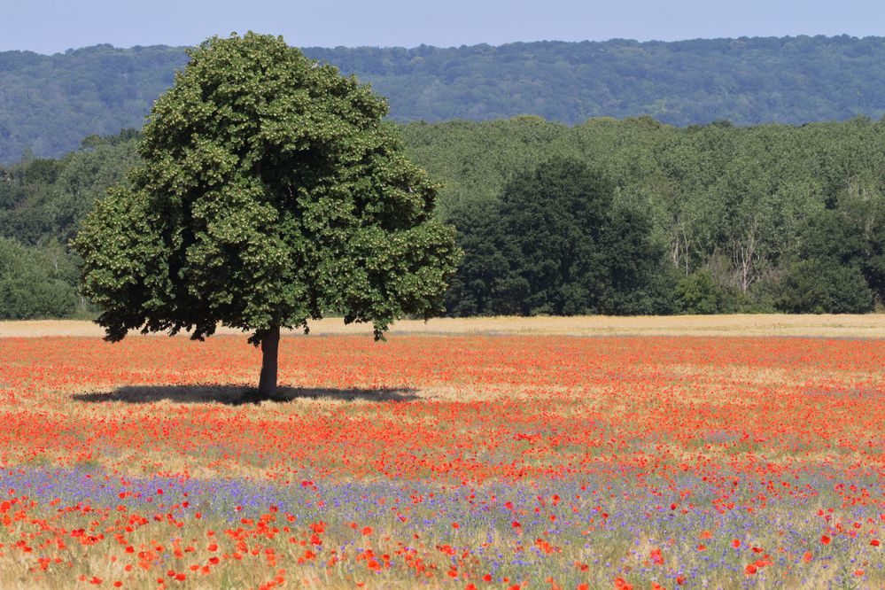 ~ Sommer in der Normandie ~