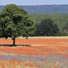 ~ Sommer in der Normandie ~