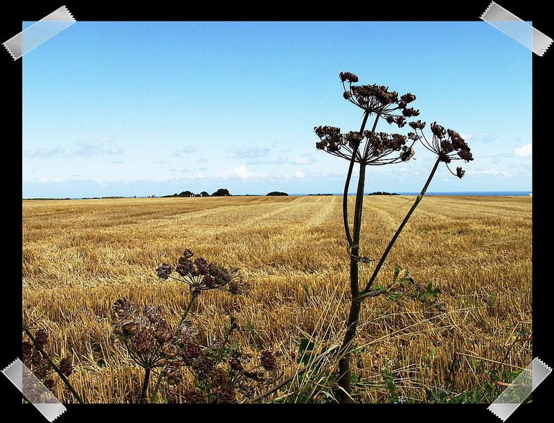 Sommer in der Normandie