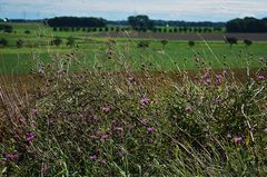 Sommer in der Oberlausitz bei Ostro