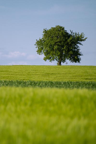 Sommer in der Oberpfalz 1