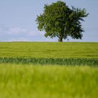 Sommer in der Oberpfalz 1