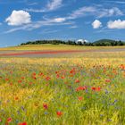 *Sommer in der Osteifel*