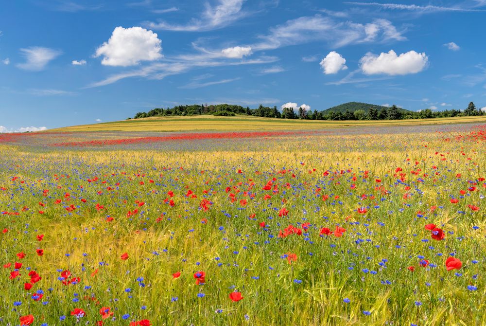 *Sommer in der Osteifel*