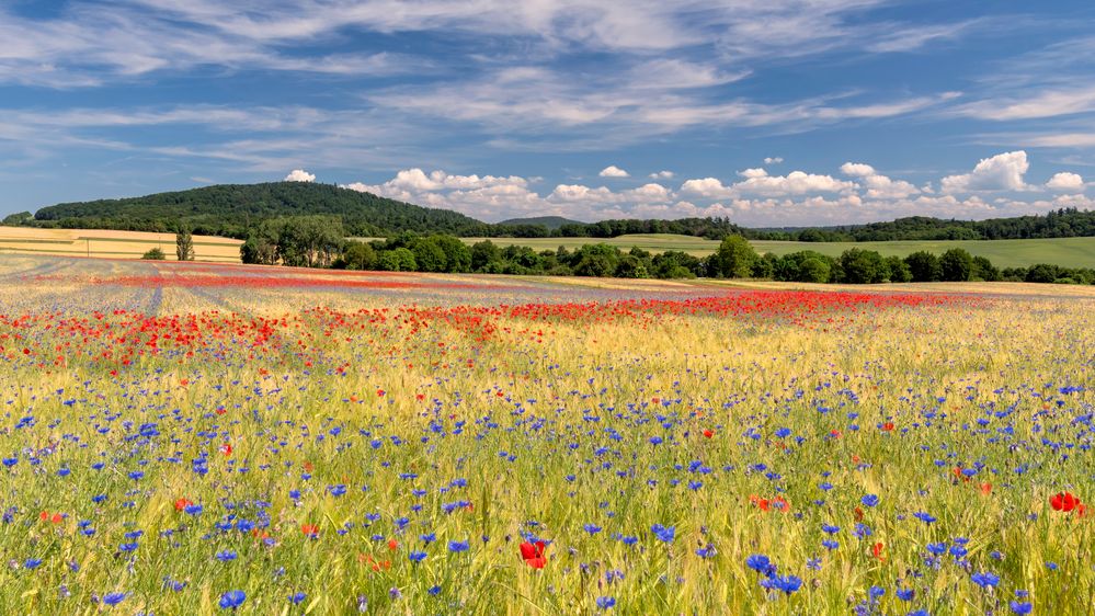 *Sommer in der Osteifel II*