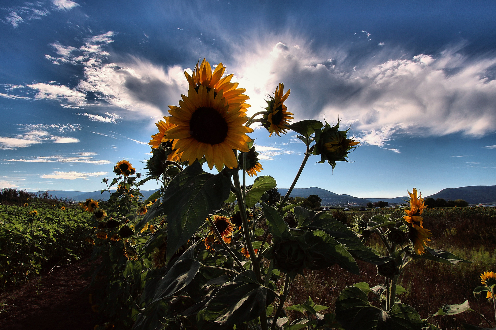 Sommer in der Pfalz