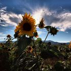 Sommer in der Pfalz