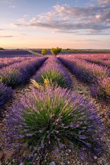 Sommer in der Provence  