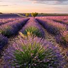 Sommer in der Provence  