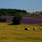 Sommer in der Provence