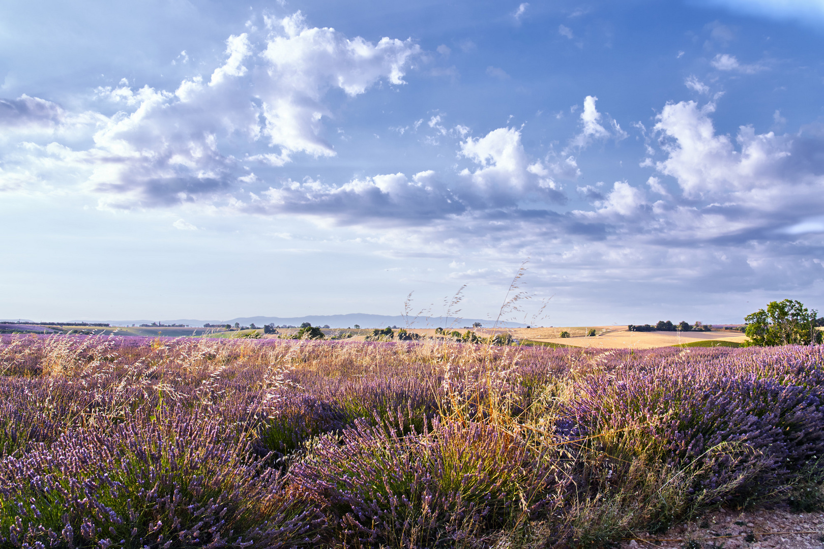 Sommer in der Provence