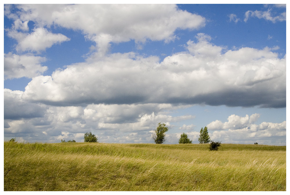 Sommer in der puszta