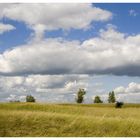 Sommer in der puszta